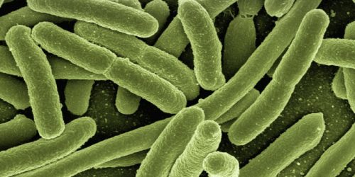 koli-bacteria-800X600