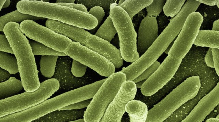 koli-bacteria-800X600 koli-bacteria-800X600